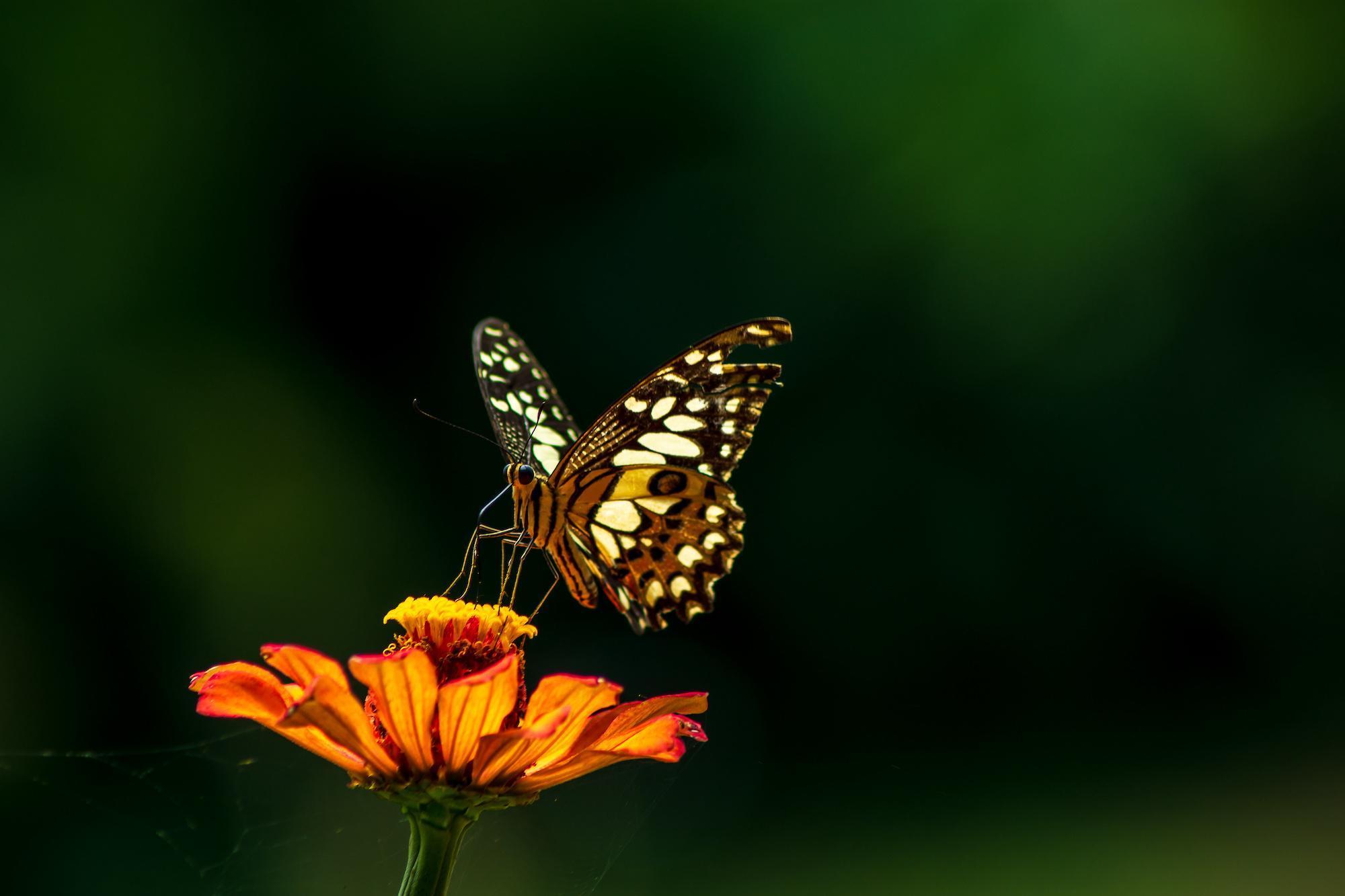 Close-up of a butterfly feeding on a vibrant orange flower, highlighting the intricate beauty of ecosystems studied on the Biology BSc (Hons) degree.