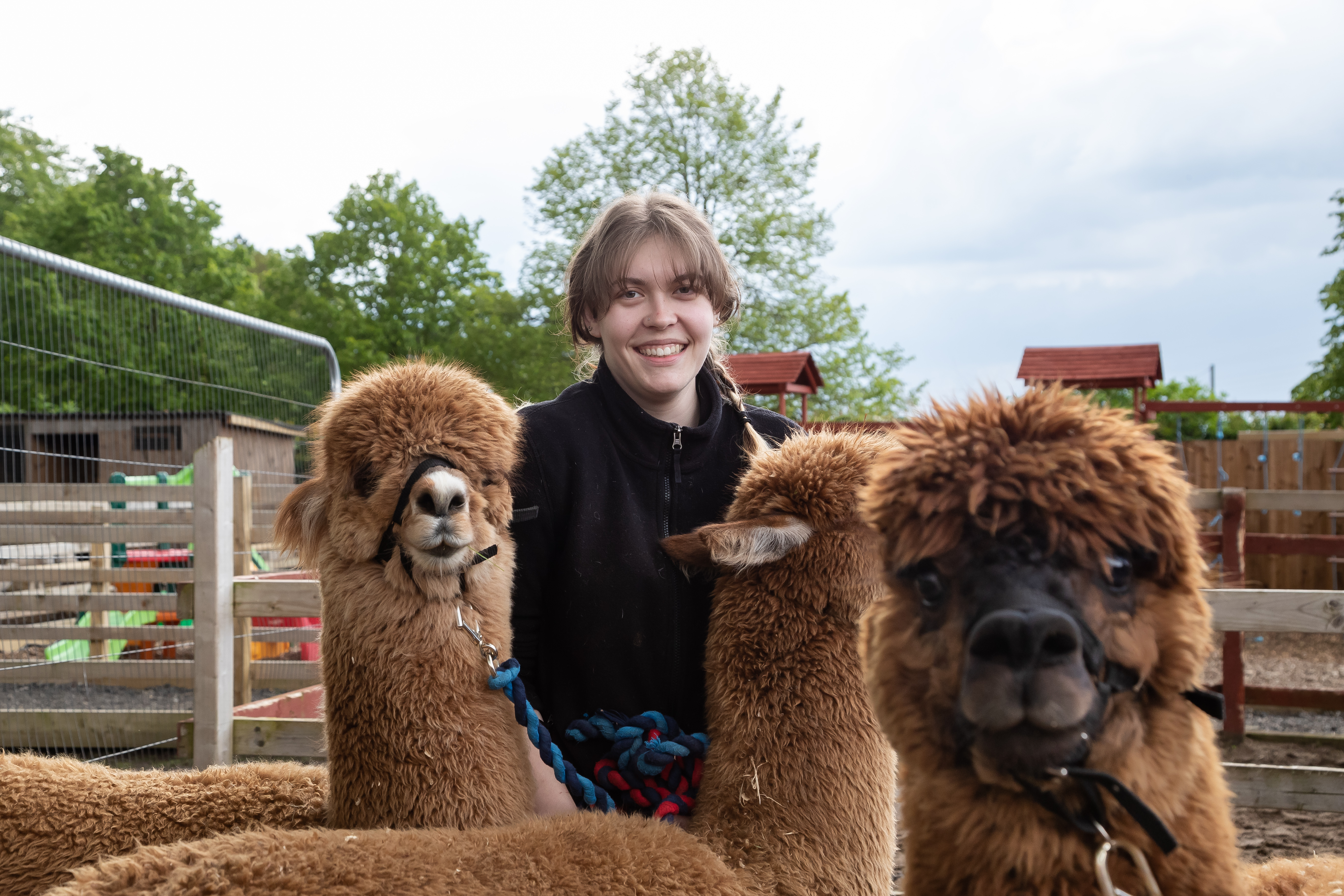 A student stood with alpaca's
