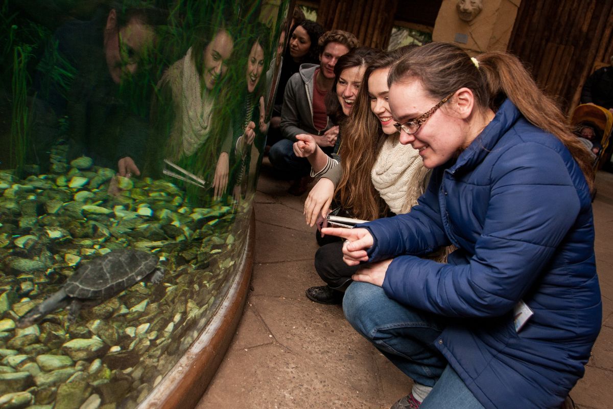 A group of people crouched down looking at a large water tank on the left, where a turtle is swimming by. The people are smiling and pointing at the turtle.