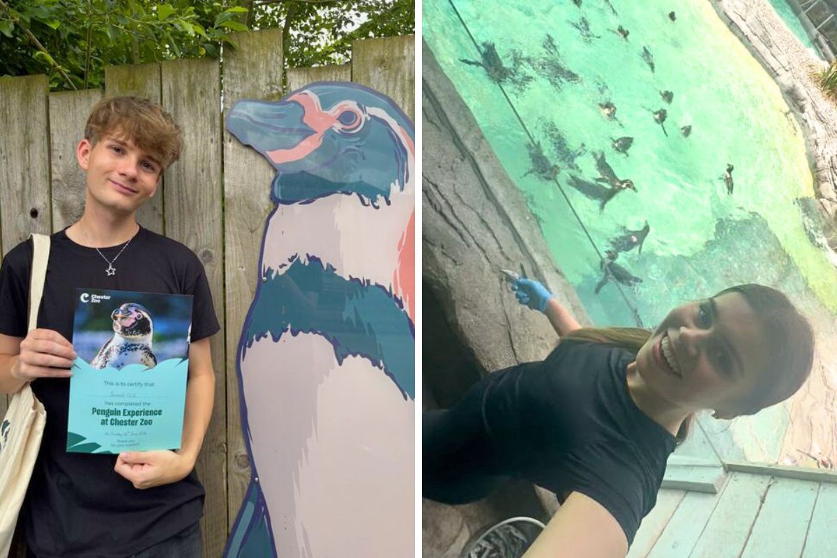 Two pictures of people at Chester Zoo. On the left image, a young man is holding a certificate in front of a penguin illustration. On the right, an angled image of a young woman with penguins in a pool in the background.
