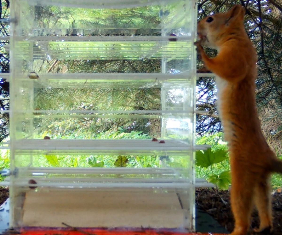 Bis Bis at the puzzle box.