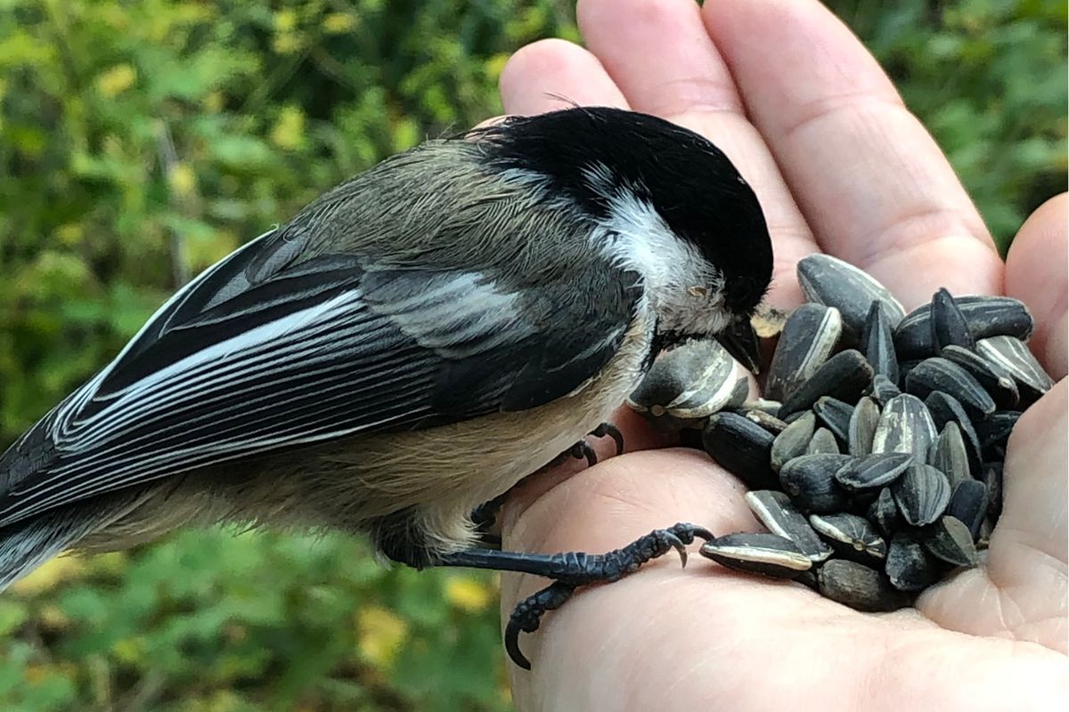 A bird eating from a hand.