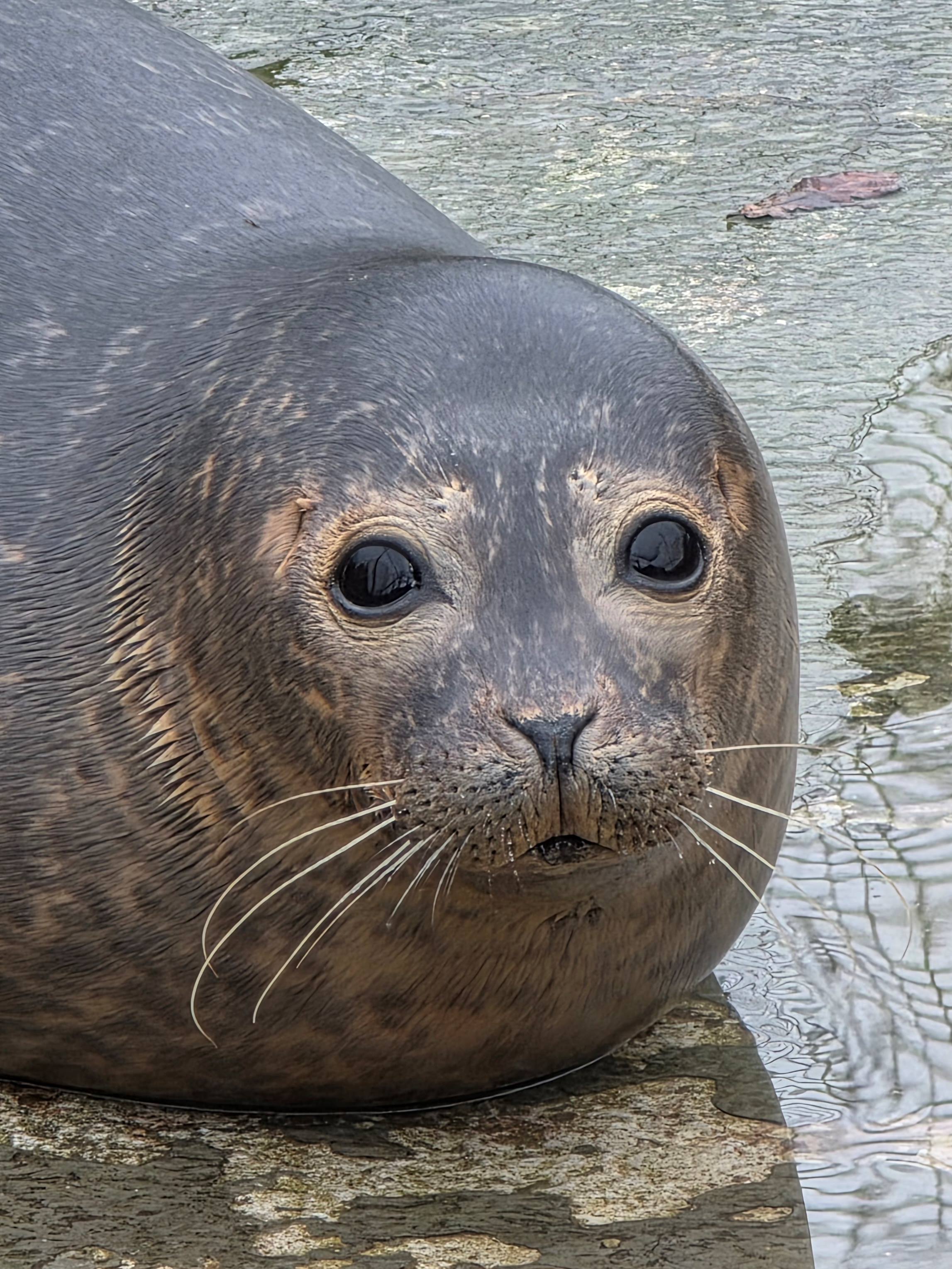Grey seal