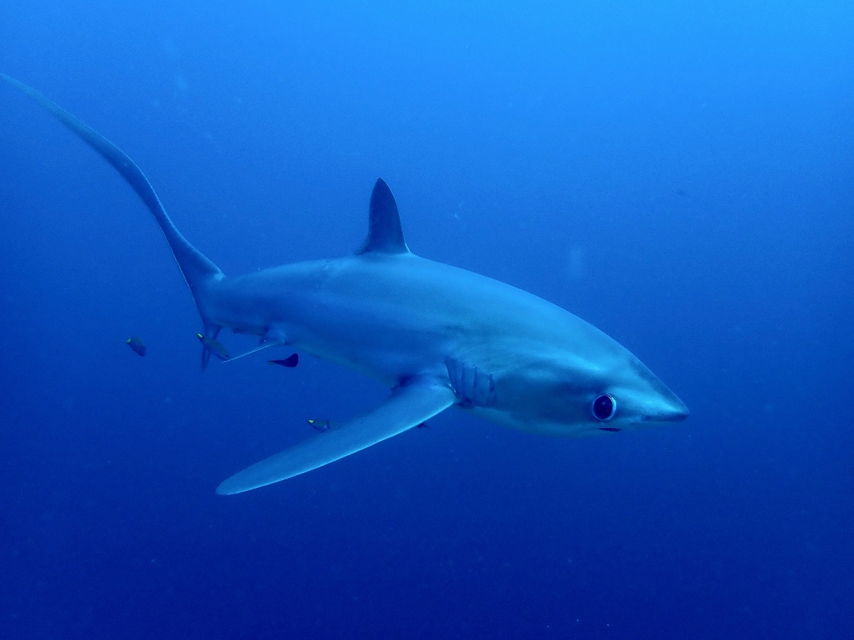 A shark surveyed during the study.