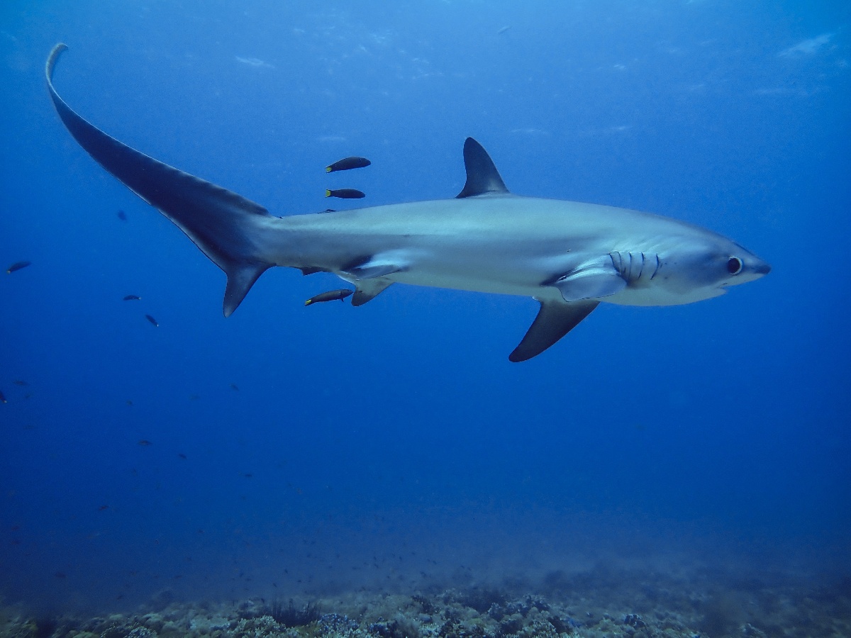 A shark surveyed during the study.
