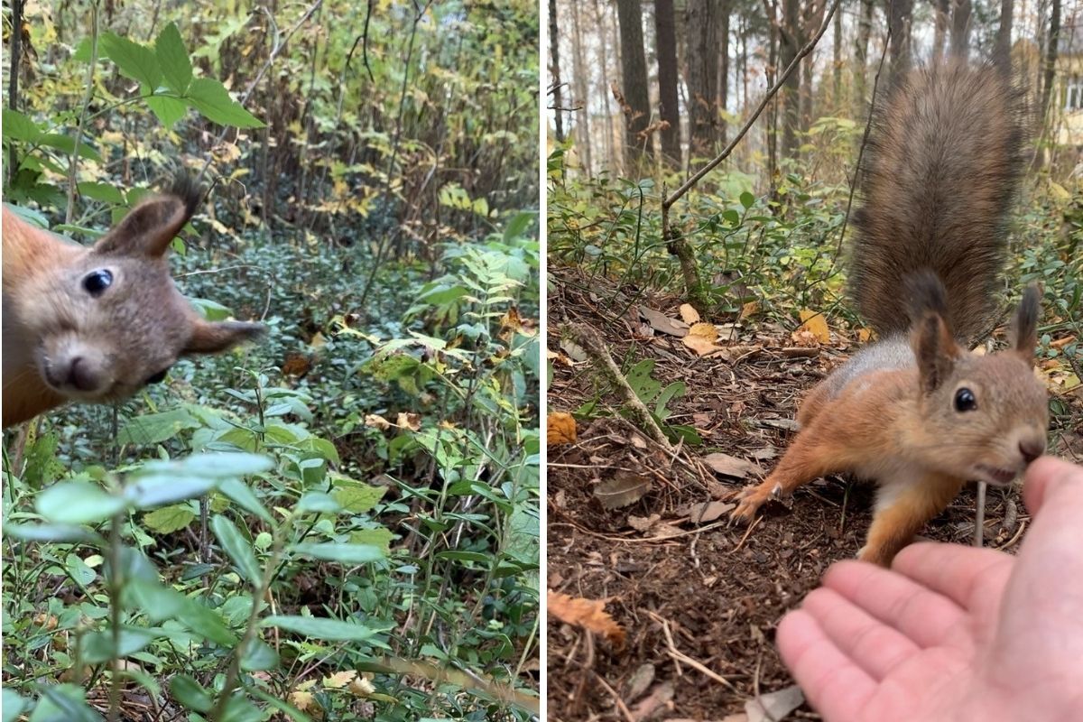 Pepe who was monitored during the study.