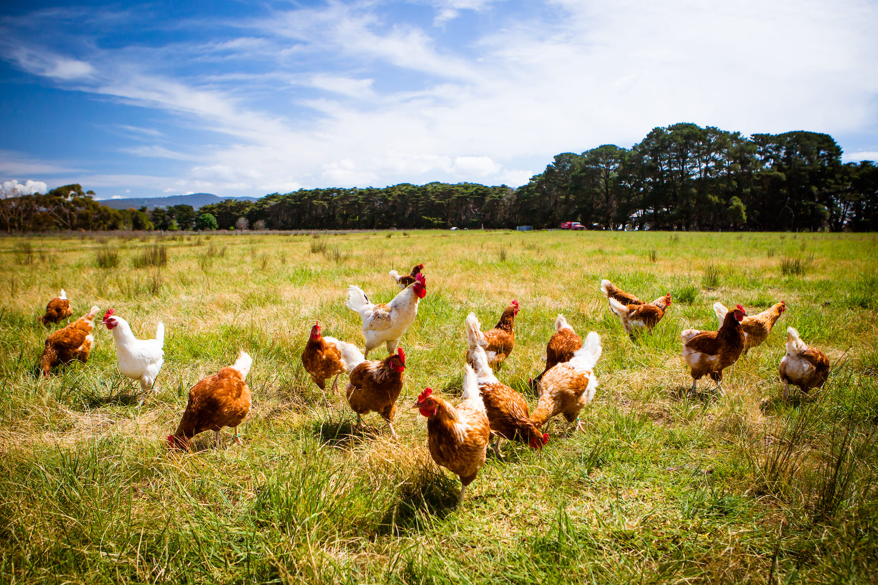 chicken farm
