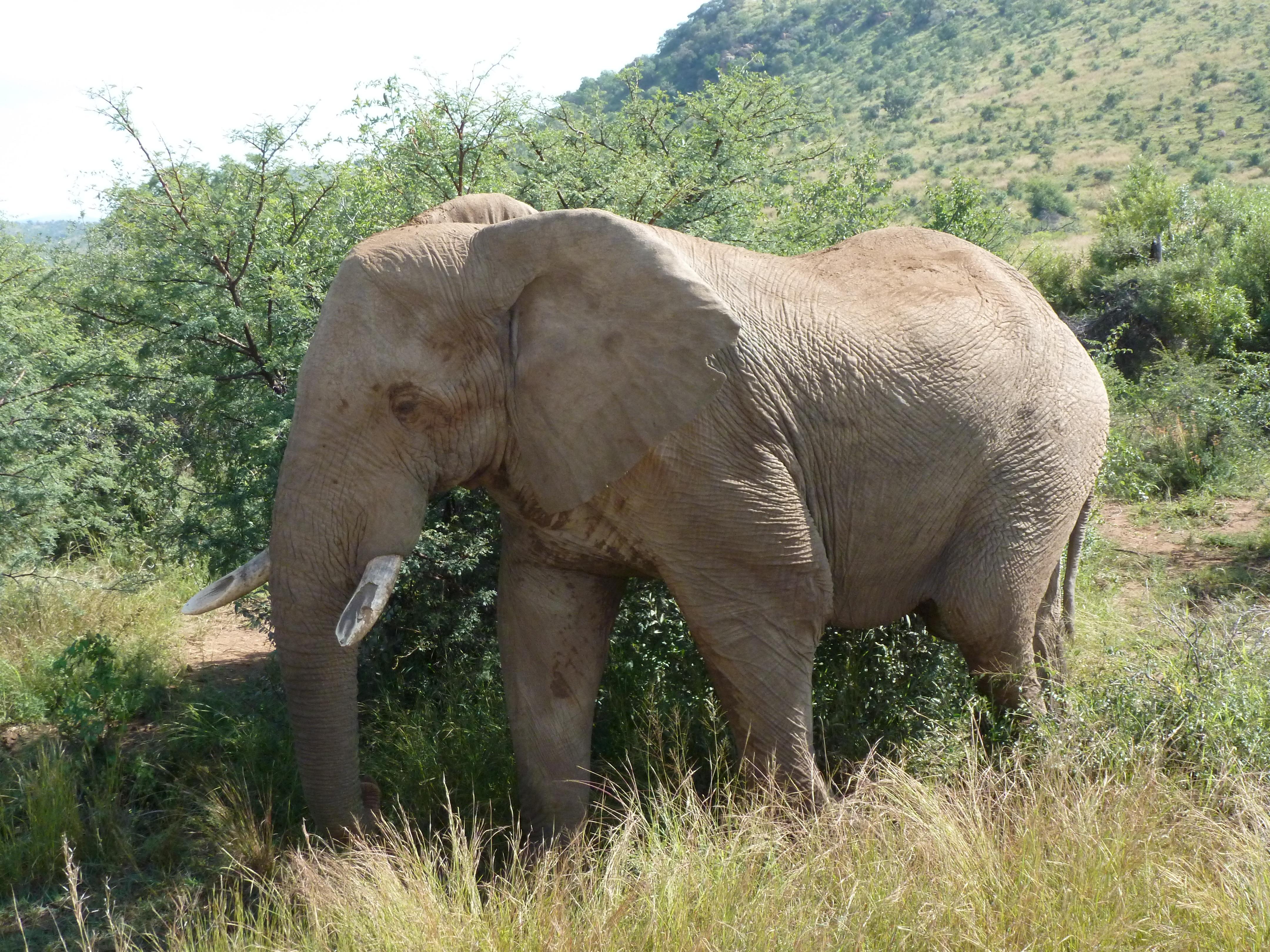 African elephant browsing in natural savanna habitat, illustrating wildlife observation and field research for Animal Behaviour MSc study of large mammal behaviour and ecology.